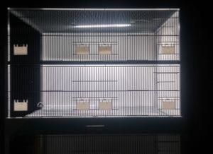 Cage et box d'élevage